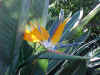 birdofparadiseflower01.jpg (45360 bytes)